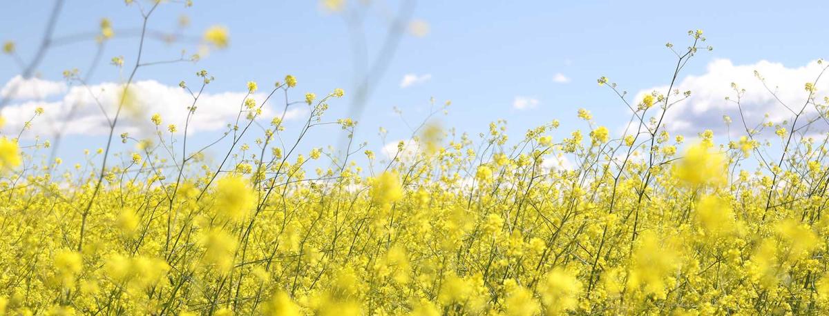 A field of yellow flowers 